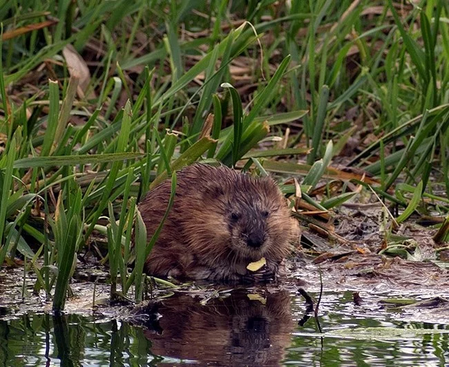 Muskrat, part two - My, Muskrat, Klyazma, River, Animals, Nature, Rodents, Schelkovo, Video, Longpost