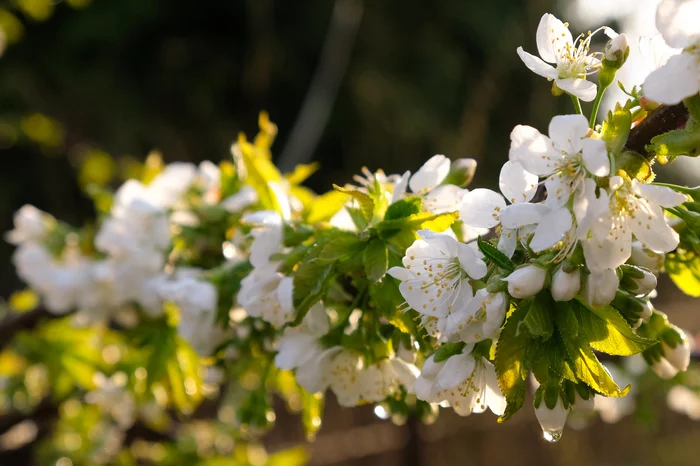 Cherry blossoms - My, Spring, Flowers, Fujifilm