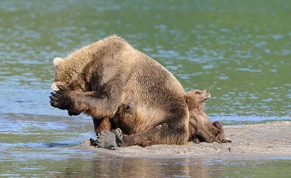 At least wash your face after hibernation... - The Bears, Brown bears, Washing, Relaxation, Wild animals, wildlife, The photo, From the network