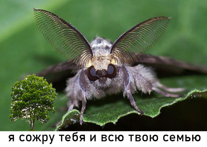 Что случилось с пчелами. Смотреть фото Что случилось с пчелами. Смотреть картинку Что случилось с пчелами. Картинка про Что случилось с пчелами. Фото Что случилось с пчелами