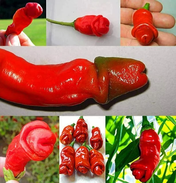 For those who like it hot - Pepper, Sharp, Penis