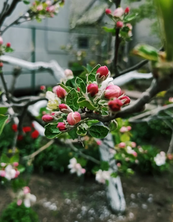 Немного весны в ленту - Моё, Фотография, Цветы, Xiaomi, Длиннопост, Мобильная фотография