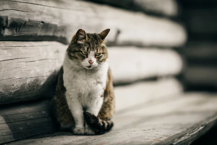 Суровый деревенский котэ - Моё, Кот, Фотография