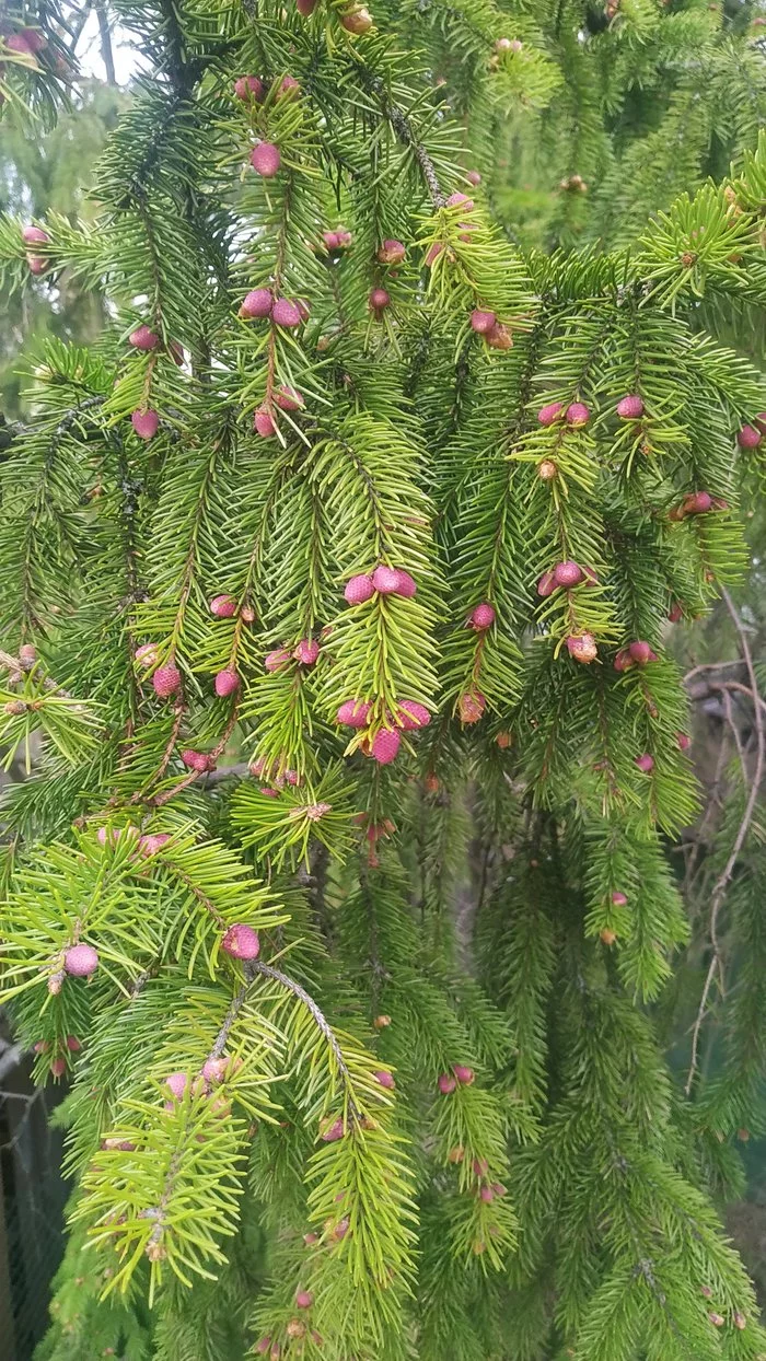 Just little bumps - My, Cones, The photo, Longpost