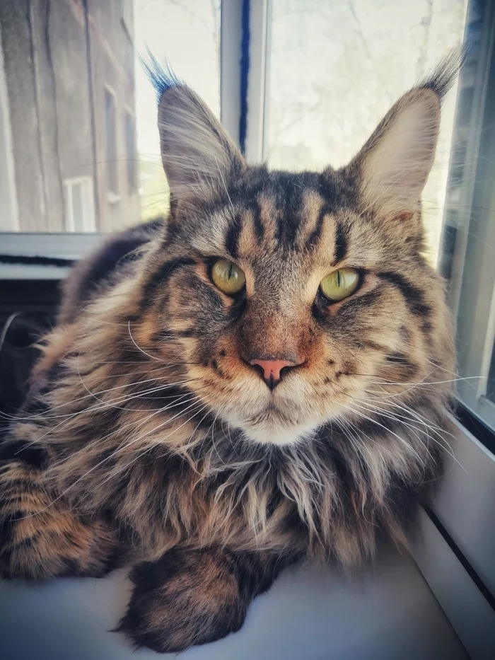 A little Kunyao in the feed - cat, Maine Coon, Kunkka, Admiral