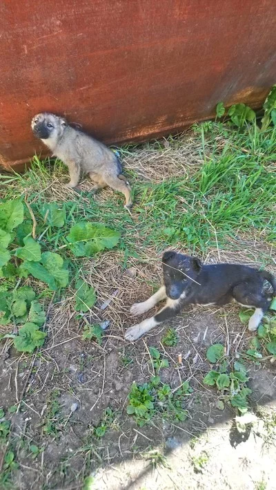 Вдруг из маминой из спальни... - Моё, Мысли, Мойдодыр, Собака, Корней Чуковский, Длиннопост