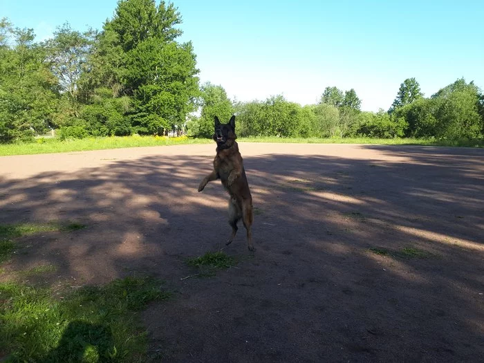 Dogs also walk on 2 legs) - My, Dog days, Dog