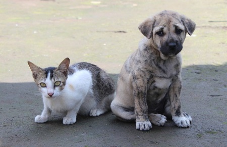 Cats vs dogs - My, cat, Dog, Puppies, Kittens, Pet, Longpost, Cats and dogs together, Upbringing, Pets
