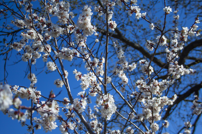 Абрикос цветёт | Пикабу