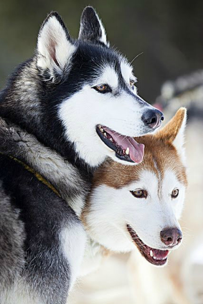 C�������� �����