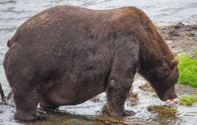 What do you understand about beauty!... - The Bears, Brown bears, Fullness, Hibernation, Natural beauty, Wild animals, wildlife, Alaska