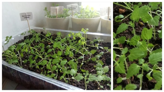Reply to the post “What is this growing on me?” - My, Gardening, Nettle, Seedling, Vegetable garden on the windowsill, Greenery on the windowsill, Reply to post
