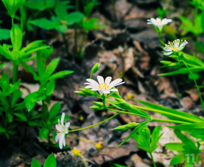   , , Nikon d3100, Lightroom, 