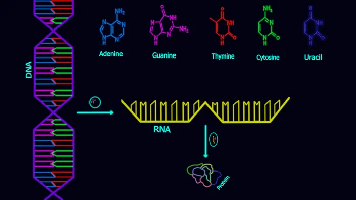 In a nutshell: DNA - My, The science, DNA, Biology