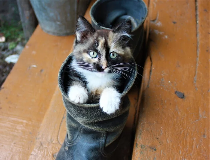 Puss in Boot - My, cat, Puss in Boots, The photo