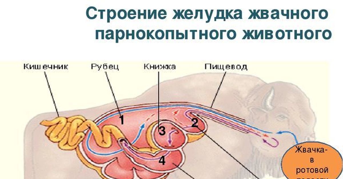 Желудок животных. Строение пищеварительной системы жвачных животных. Строение желудка жвачных животных. Отделы пищеварительной системы жвачных млекопитающих. Строение желудка жвачных парнокопытных.