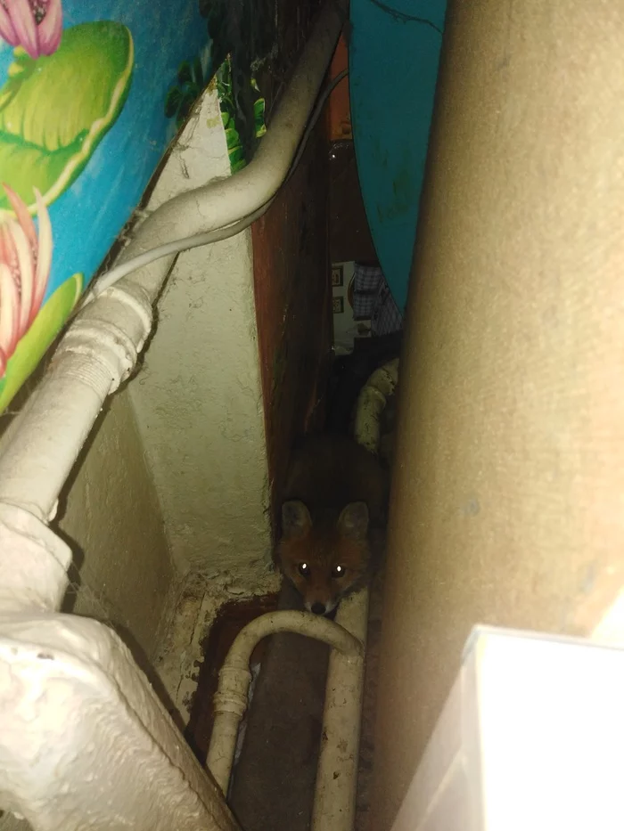 The fox that lives behind the closet - My, Fox, Domestic fox, Animals