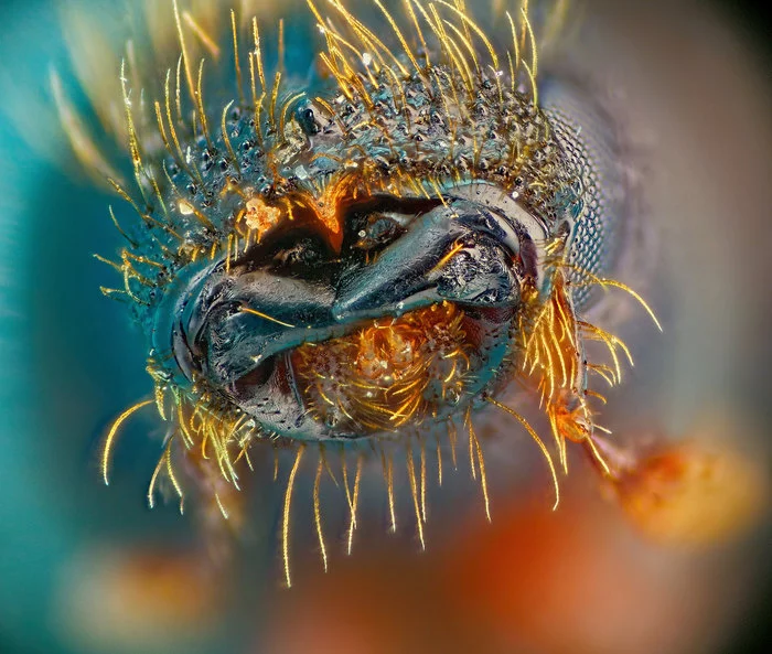 The arrival of the bark beetle - My, Macro photography, Microfilming, Microscope, Жуки, Bark beetles