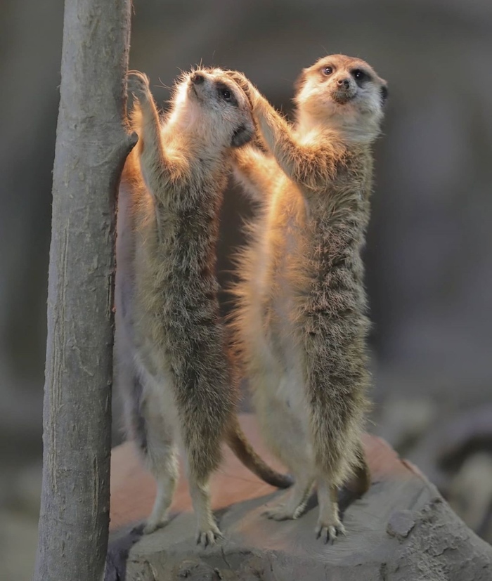 Смотри, чтобы голову не напекло