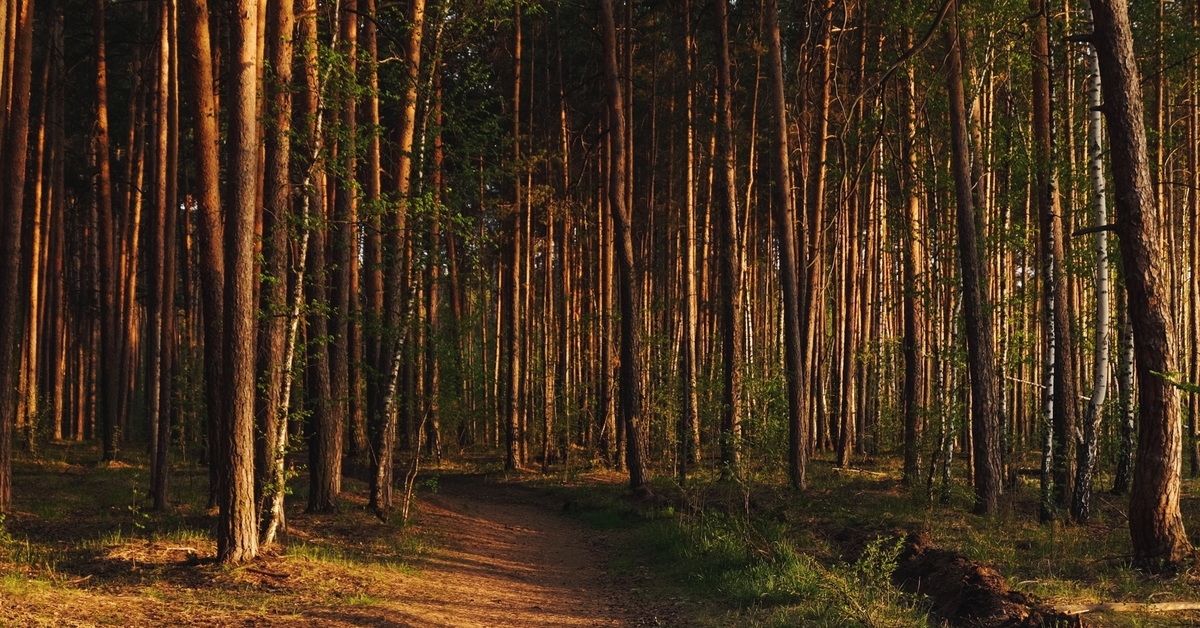 Лесной челябинск. Лес Челябинск. Челябинские леса. Лес на ЧМЗ. Фото Челябинский лес.