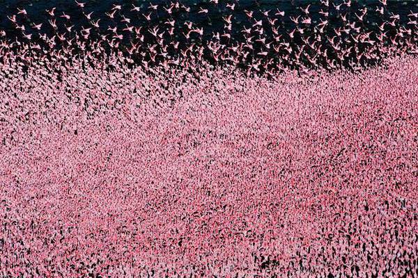 Pink Coast - Flamingo, Birds, beauty, Nature, wildlife, Reportage, From the network, Longpost