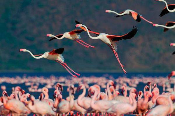 Pink Coast - Flamingo, Birds, beauty, Nature, wildlife, Reportage, From the network, Longpost