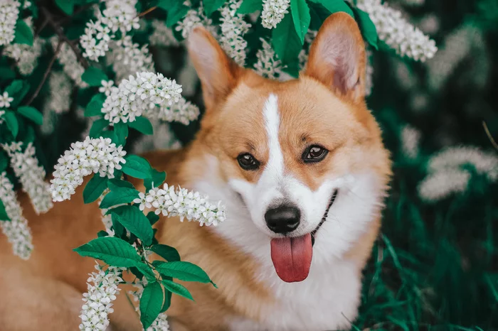 Corgi and bird cherry - My, Dog, Corgi, Welsh corgi pembroke, Portrait, Bird cherry, Smile, The photo, May