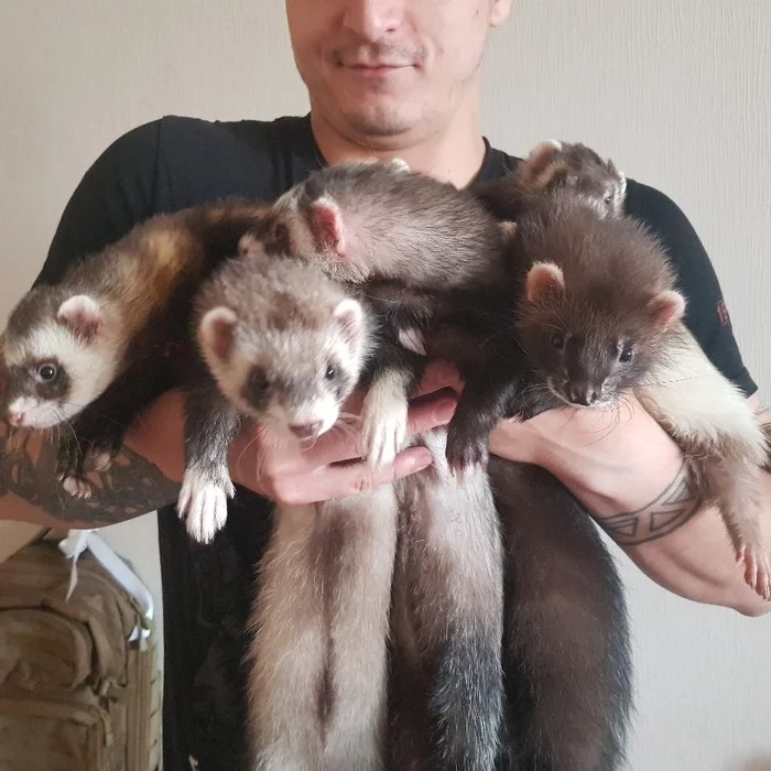 Horebouquet - My, Ferret, Predator, Pets, Cunyi, Milota