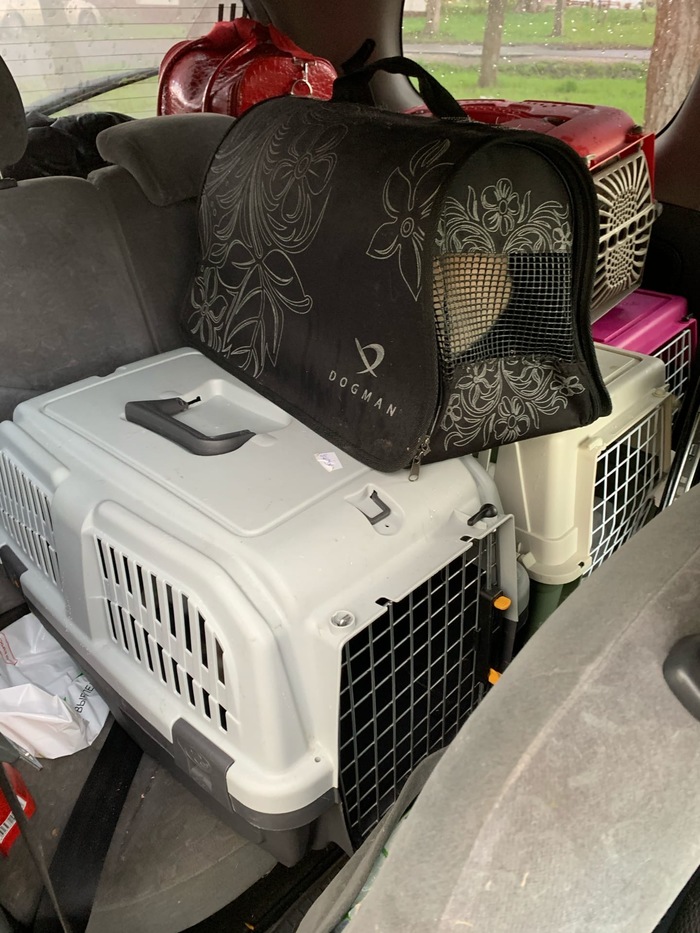 КОТОВ ЗАВЯЗАЛИ В МЕШКИ Кот, В добрые руки, Помощь, Москва, Сила Пикабу, Видео, Длиннопост