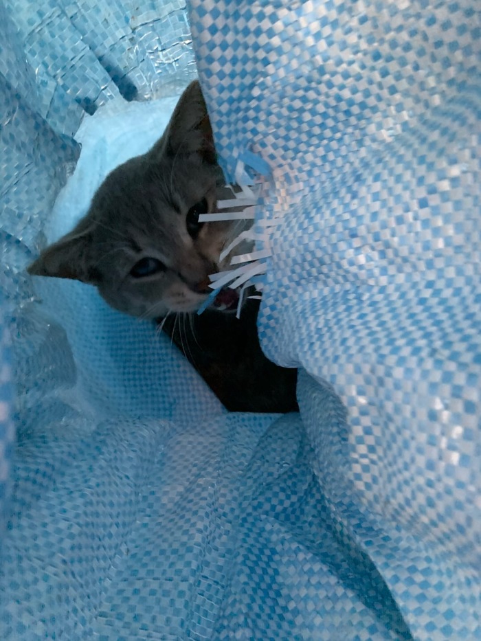 КОТОВ ЗАВЯЗАЛИ В МЕШКИ Кот, В добрые руки, Помощь, Москва, Сила Пикабу, Видео, Длиннопост