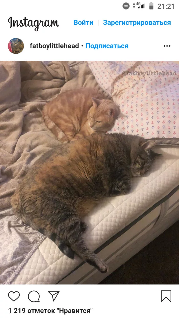 Me and my future husband - Fat cats, cat, Spouses, Humor, Instagram