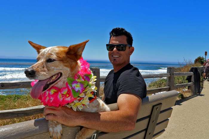 Animal News - Surfing, Dog, Australian Heeler, Surfer, Sport, Champion, Pets, Longpost