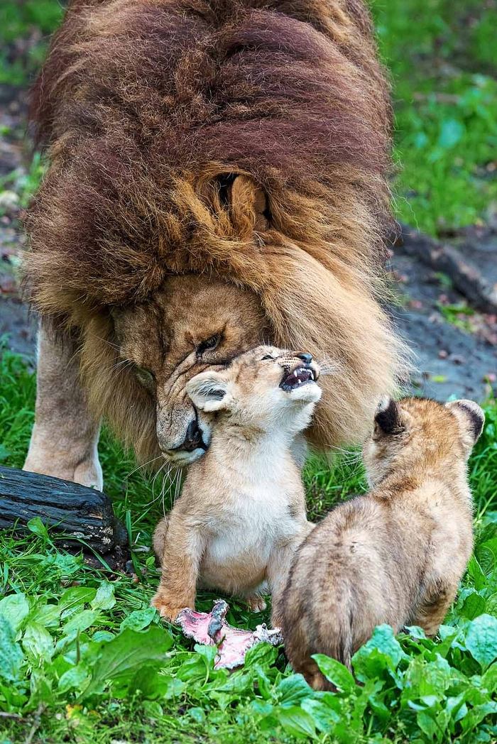 Father lion is good, but mother lion is better - a lion, Lion cubs, Parents and children, Longpost, Big cats, Wild animals, The photo, Zoo, Paternity