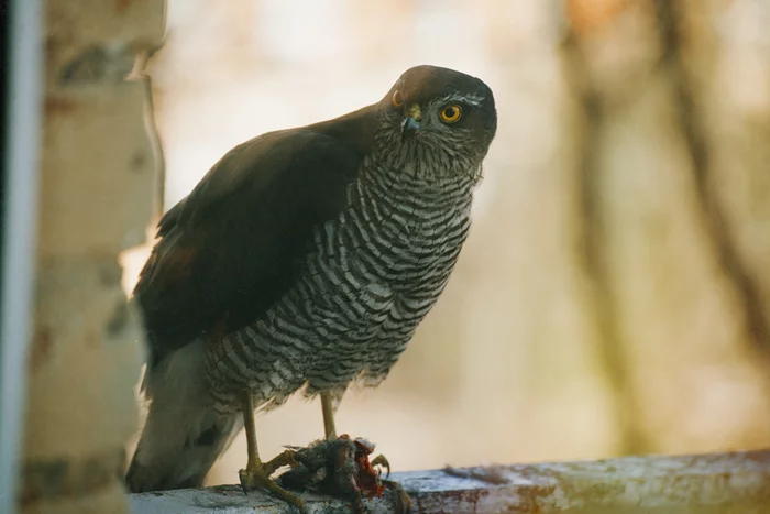 Where does this bird come from in Moscow? - My, Hawk, What kind of bird?, Town, Ornithology League, Longpost