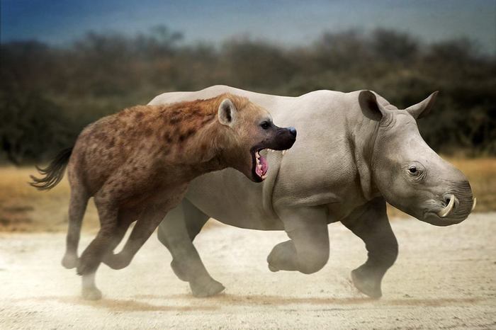 'Giantly terrible hyenas' preyed on fanged rhinos - My, Hyena, Rhinoceros, Paleontology, Hunting, Translation, Longpost