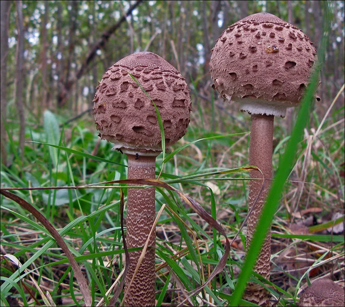 Chocolate with mushrooms - My, Chocolate, Needlework with process, Experiment, Mushrooms, Longpost