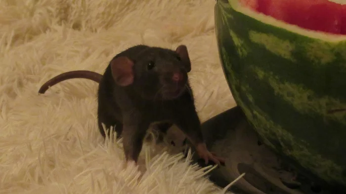 Buyana - My, Rat, Decorative rats, Longpost, Memories, Video