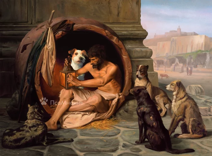 Cognitive Dog Opinion about the Dog Man, the Philosopher Diogenes - My, Dog, Ancient Greece, Diogenes, Story, Animals, Pets