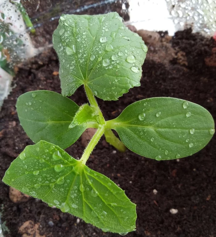 The conquerors of the Russian soul - Cucumbers, Vegetable garden on the windowsill, Houseplants, Gardening