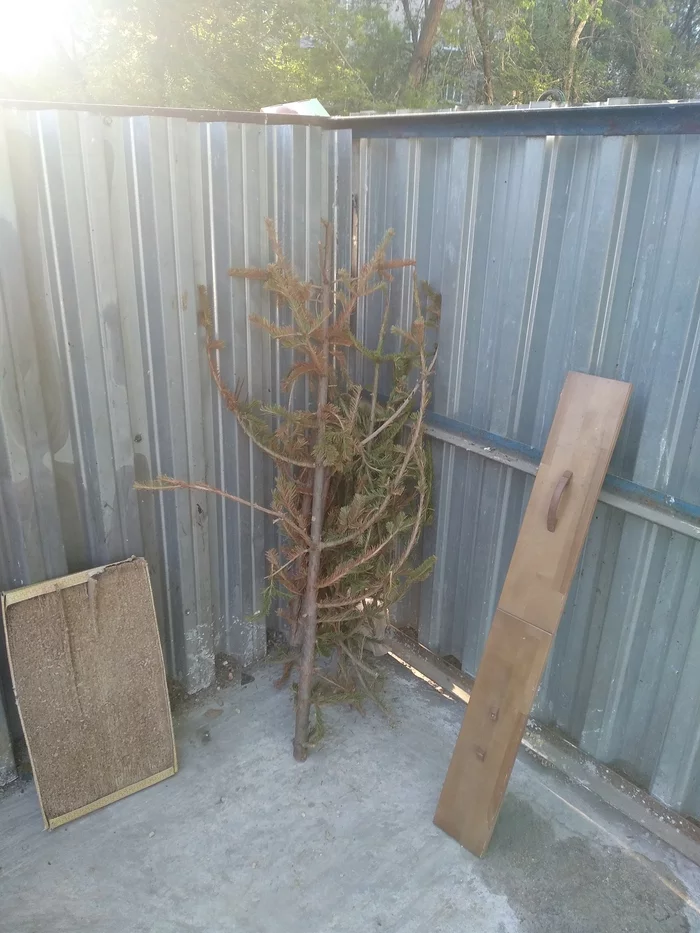 That's the end of the holiday - My, New Year, May, Weakling, Gave up, Christmas trees, Threw away the tree