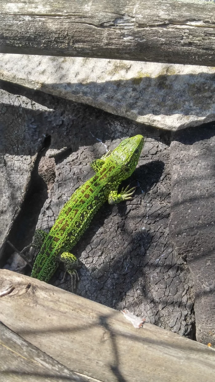 A trip to the village - My, Mobile photography, The nature of Russia, Cold-blooded, Longpost, Lizard
