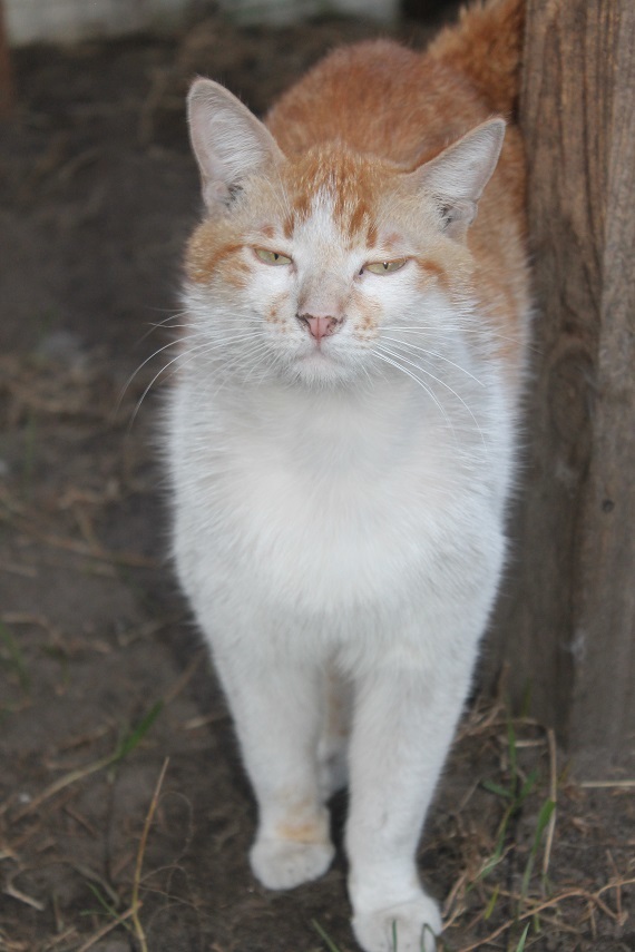 Life at the Kotoland home shelter 231 - My, cat, Shelter, Lipetsk, Shelter Cotoland, Help, Kindness, In good hands, Longpost