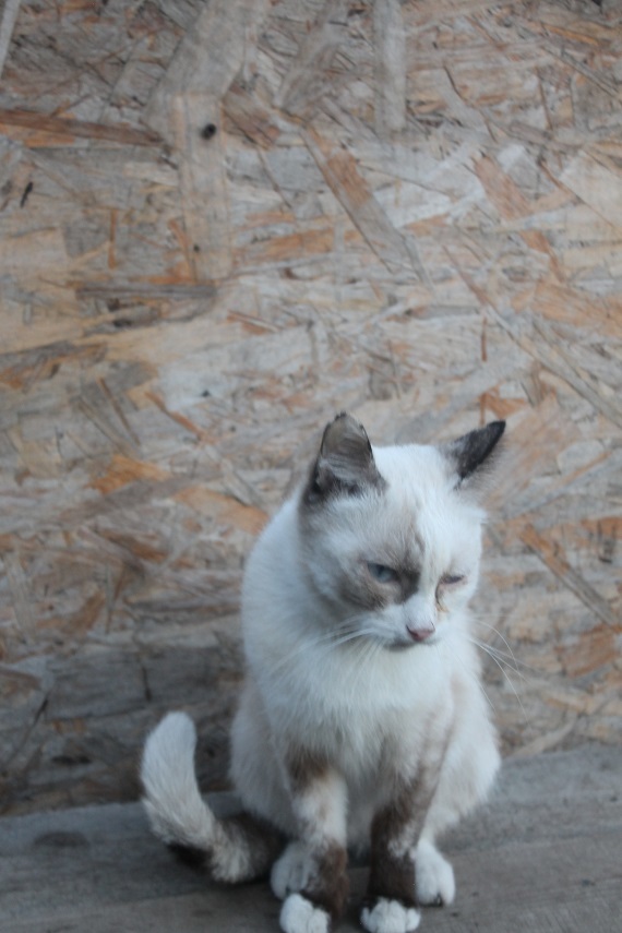 Life at the Kotoland home shelter 231 - My, cat, Shelter, Lipetsk, Shelter Cotoland, Help, Kindness, In good hands, Longpost