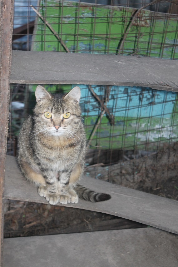 Life at the Kotoland home shelter 231 - My, cat, Shelter, Lipetsk, Shelter Cotoland, Help, Kindness, In good hands, Longpost