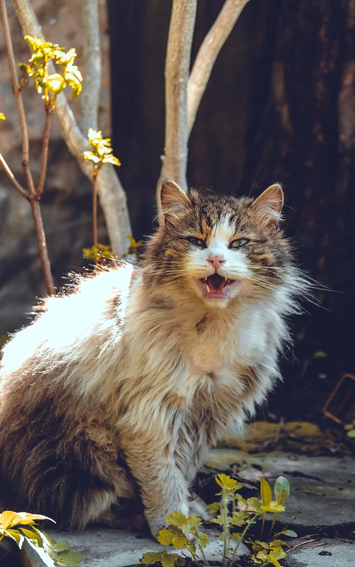 Kitties - My, The photo, Fujifilm, Longpost, cat