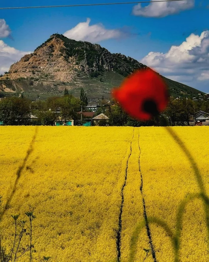 Mount Sheludivaya - Stavropol, Caucasus, The mountains, Stavropol region, Flowers, City of Lermontov