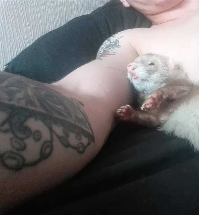 When you go to bed during the day and wake up in the evening you don’t understand what year it is - My, Ferret, Predator, Milota, Dream, Pets, Longpost