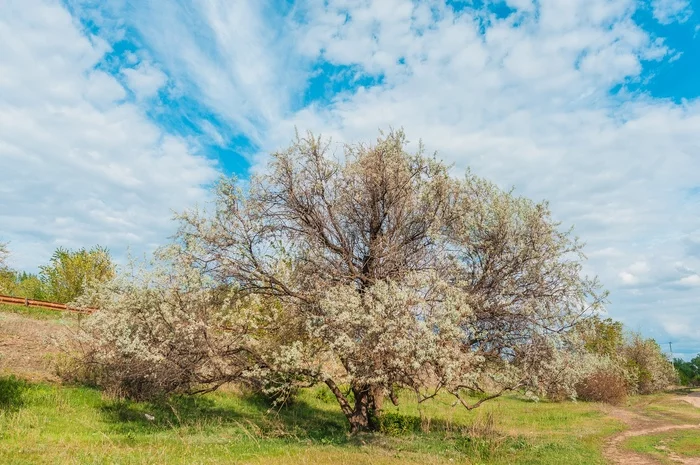 May days - My, Uralsk, Kazakhstan, Nikon, Landscape, The photo, Spring, Longpost