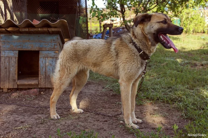 Chinook dog breed - My, Canon 600D, Sigma 17-50, Dog