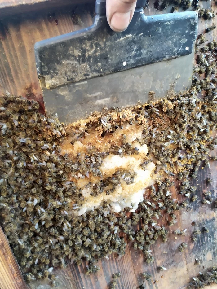 How I became a beekeeper #6 - spring work and housewarming - My, Bees, Hives, Longpost